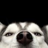 Profilbild von Nosey