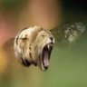 comentario cabron profil fotoğrafı
