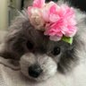 Фото профиля ふんぼるとぺんぎん