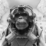 Profilbild von MonkeyCU