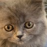 にんにん profil fotoğrafı