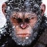 War Monkey's profile picture