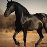 سامي العاطفي's profile picture