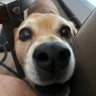 Cream of Wit's profile picture