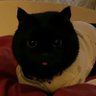 O99's profile picture