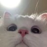 Profilbild von 猫