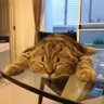 Фото профиля ねこだぁ