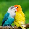 الثعبان سام's profile picture