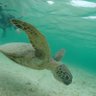 アロエ🐢's profile picture