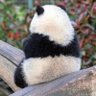 Фото профиля panDADA