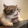 Gato GPT 的头像