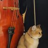 Profilbild von 贺77不会cello