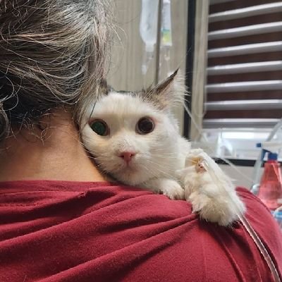 jalaledindiba's profile picture