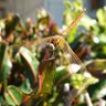 Dragonfly Hunter 的头像