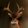 Kryptoai's profile picture