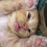 Profilbild von akang kendang