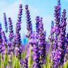 Фото профиля Tauriel Elizabeth Martinne