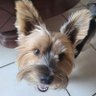 Mich profil fotoğrafı