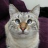 Зеленая Коша 🇫🇷 profil fotoğrafı