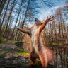 Profilbild von 🏴 Red Squirrel