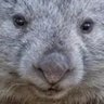 Фото профиля mad_wombat