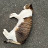 エクレア's profile picture