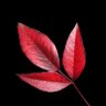 mahi meto's profile picture
