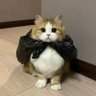 Фото профиля 炭火小miko