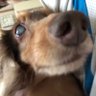 本音 ナヨ profil fotoğrafı