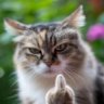That Rude Cat.'s profile picture