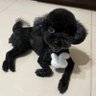 狼兒 的头像