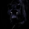 Tamo Daleko's profile picture