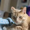 Фото профиля Zionist kitty