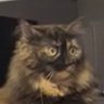 Правоберегиня's profile picture