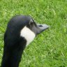 A Canada Goose (O Wah Ta Goo Siam) profil fotoğrafı