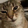 debra chiles's profile picture