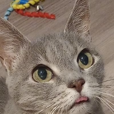 CagleCats's profile picture