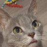 the Cagle Cats 的头像