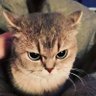 Dalu's profile picture