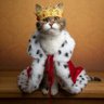 Profilbild von Just Cats