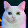 Michael William's profile picture