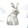 ColoradoRabbit's profile picture
