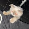 Eror's profile picture