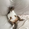 Фото профиля Sharon Quismorio