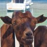 Global Nomad profil fotoğrafı