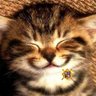 Profilbild von Tokolose