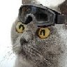 ねこあそび@猫カフェじゃないほう's profile picture