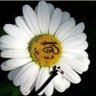 Sıpeyşıl For profil fotoğrafı