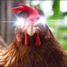 Фото профиля CryptoChicken