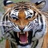 Profilbild von أبو فارس